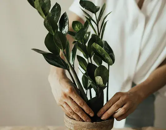 მებაღეობა (Gardening)