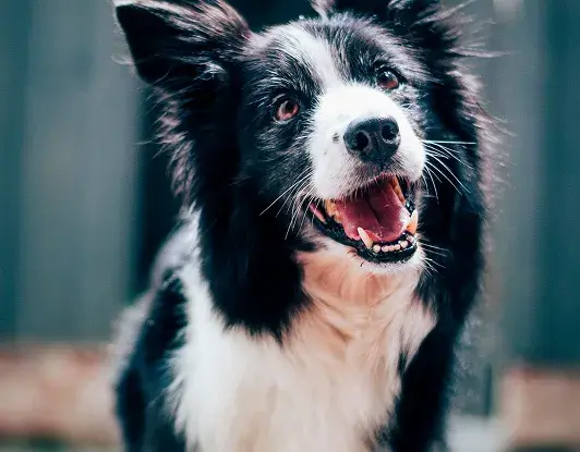 შინაური ცხოველების მოვლა (Pet Service)